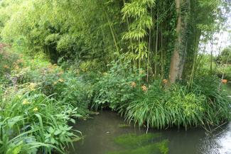 Cynthia Skenazi's Garden